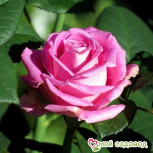 Роза чайно-гибридная Аква в Березникие