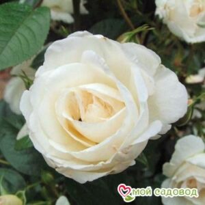 Роза Спрей белый в Березникие