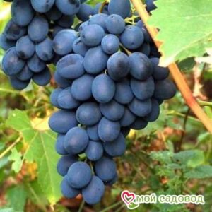 Ароматный и сладкий виноград “Августа” в Березникие