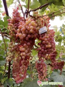 Виноград Лучистый в Березникие