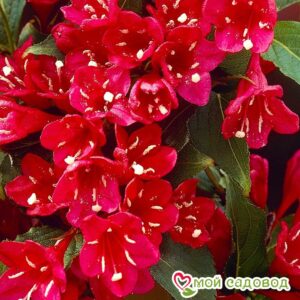 Вейгела цветущая “Ред Принц” в Березникие