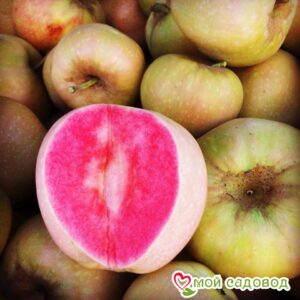 Яблоня Розовый жемчуг в Березникие