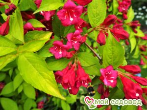 Вейгела цветущая “Рубидор” в Березникие