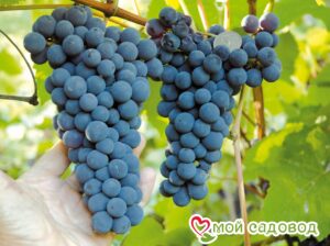 Виноград Амурский синий в Березникие