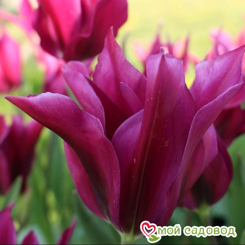 Тюльпан Пурпл Долл