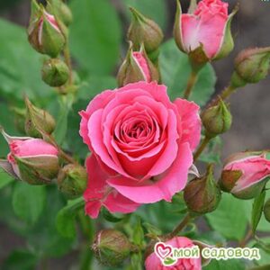 Роза Спрей розовый в Березникие