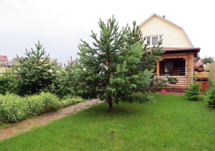 Сосна обыкновенная