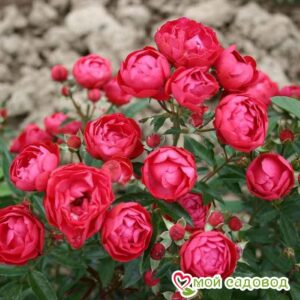 Роза полиантовая Морздаг Ред (Morsdag Red) в Березникие