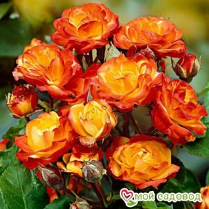Роза полиантовая Румба (Rumba) в Березникие