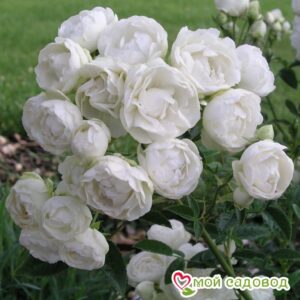 Роза полиантовая Морздаг Уайт (Morsdag White) в Березникие