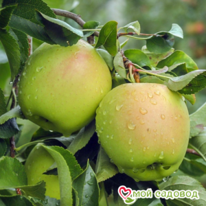 Яблоко-груша Голден Делишес в Березникие